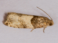 Gypsonoma aceriana